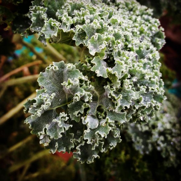 ways to make the most of your allotment during winter