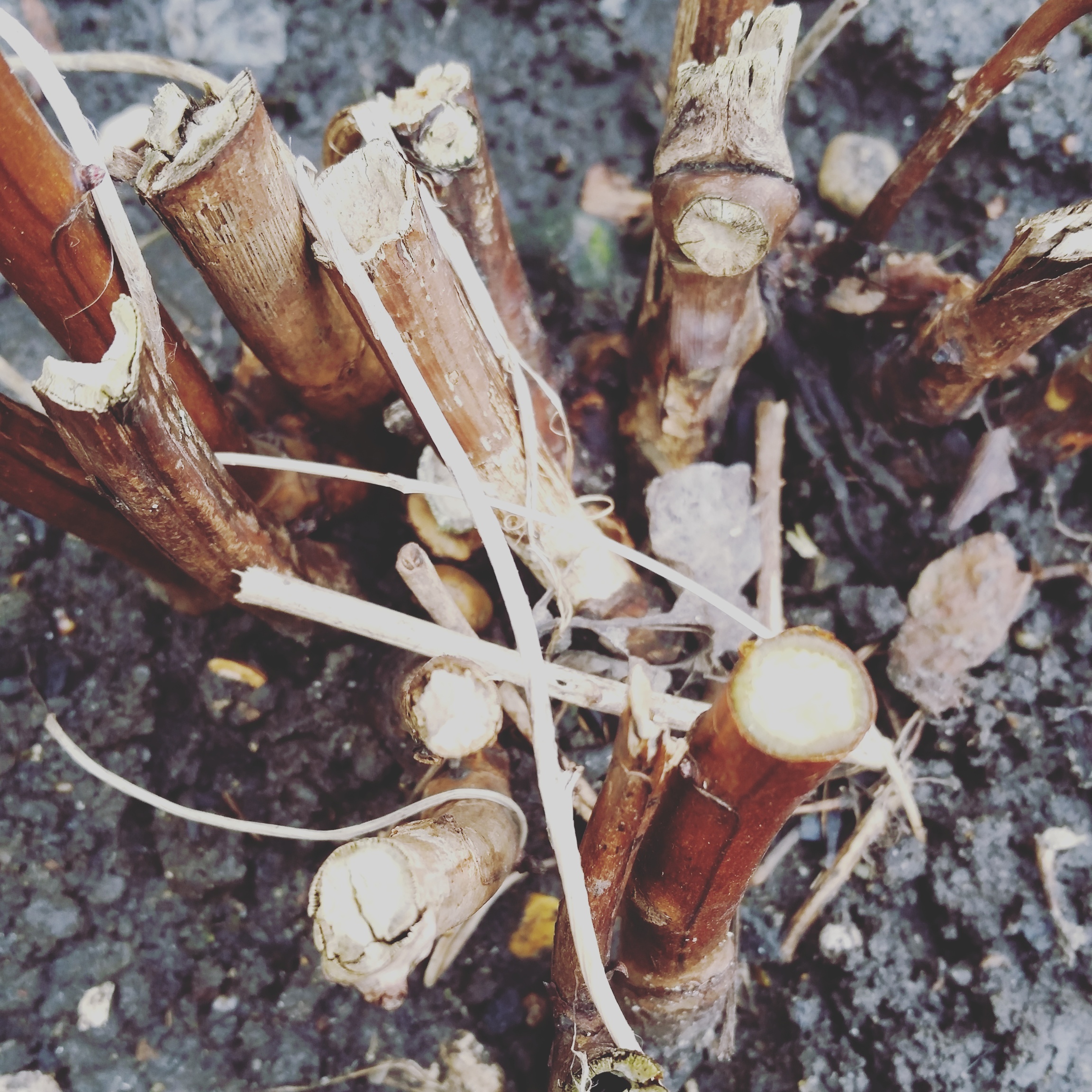 moving my raspberry canes