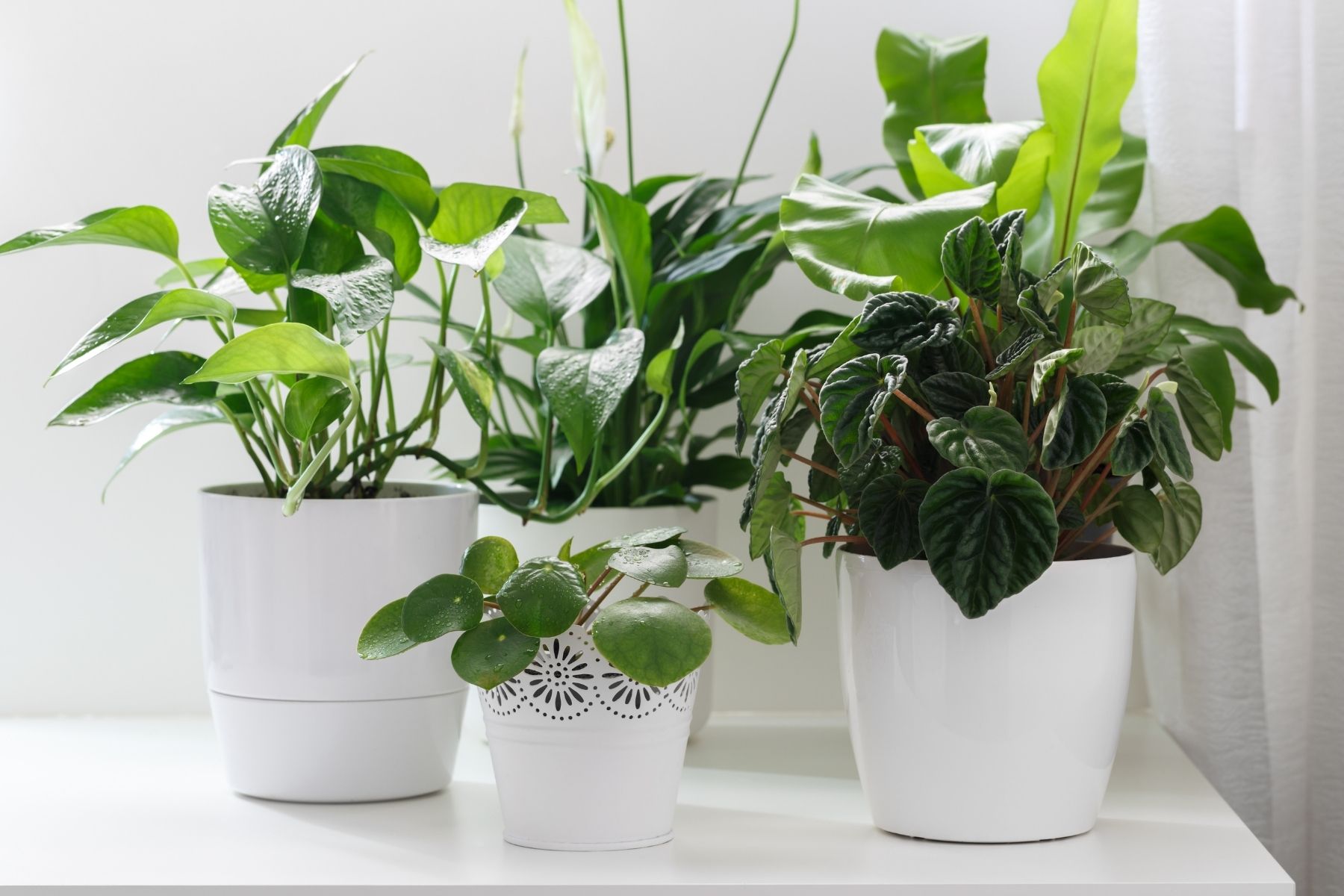 House Plants