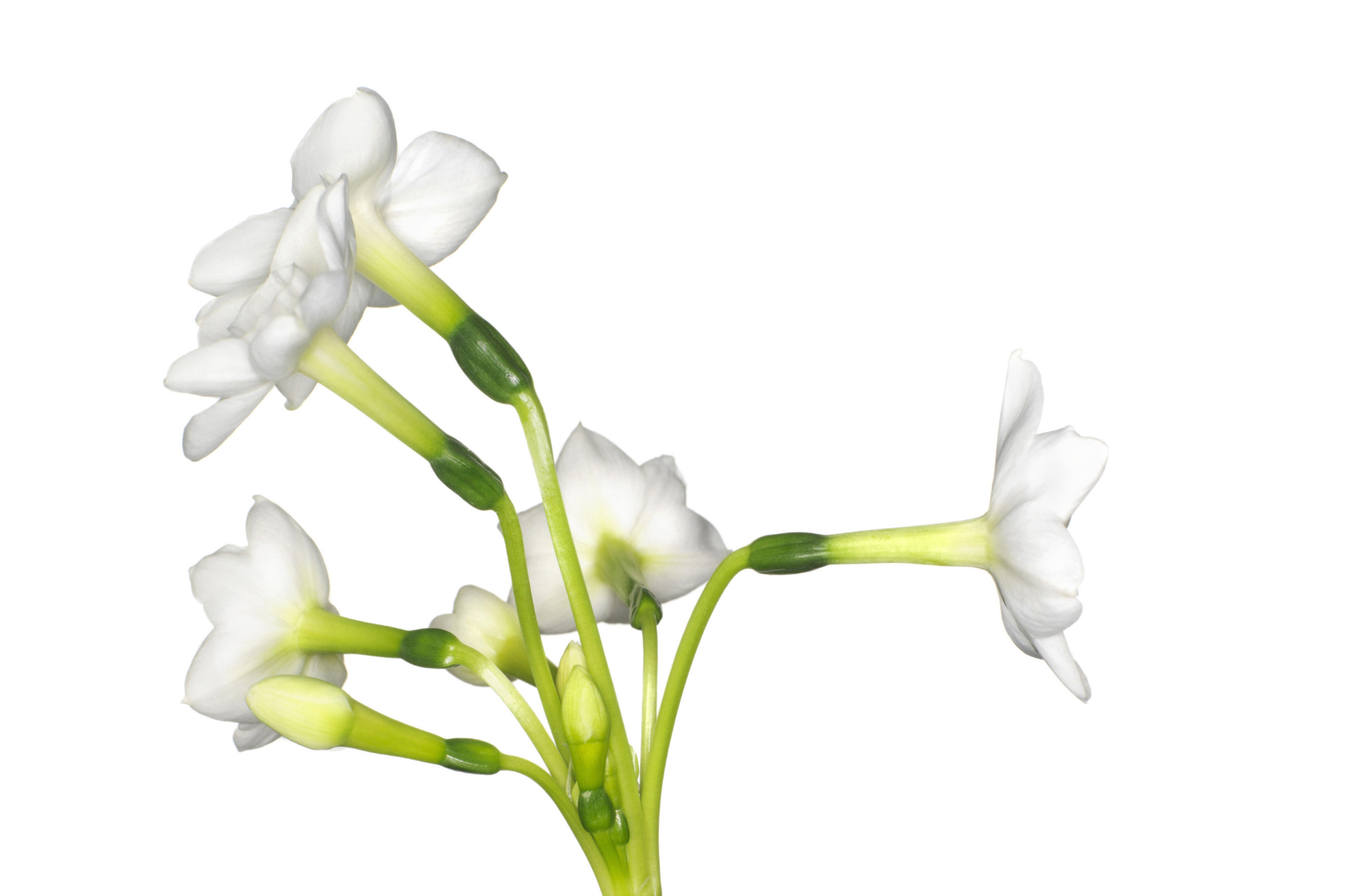 Stephanotis flower