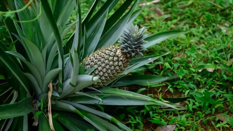 pineapple