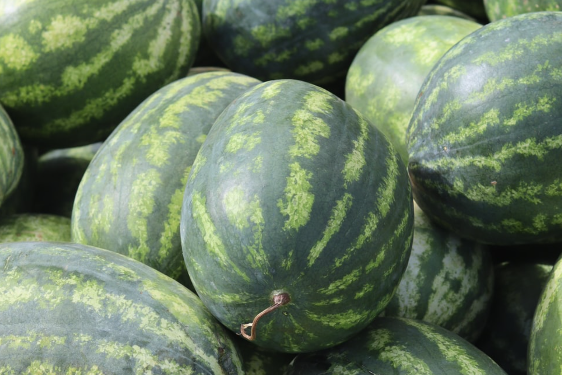 watermelon_baby sugar