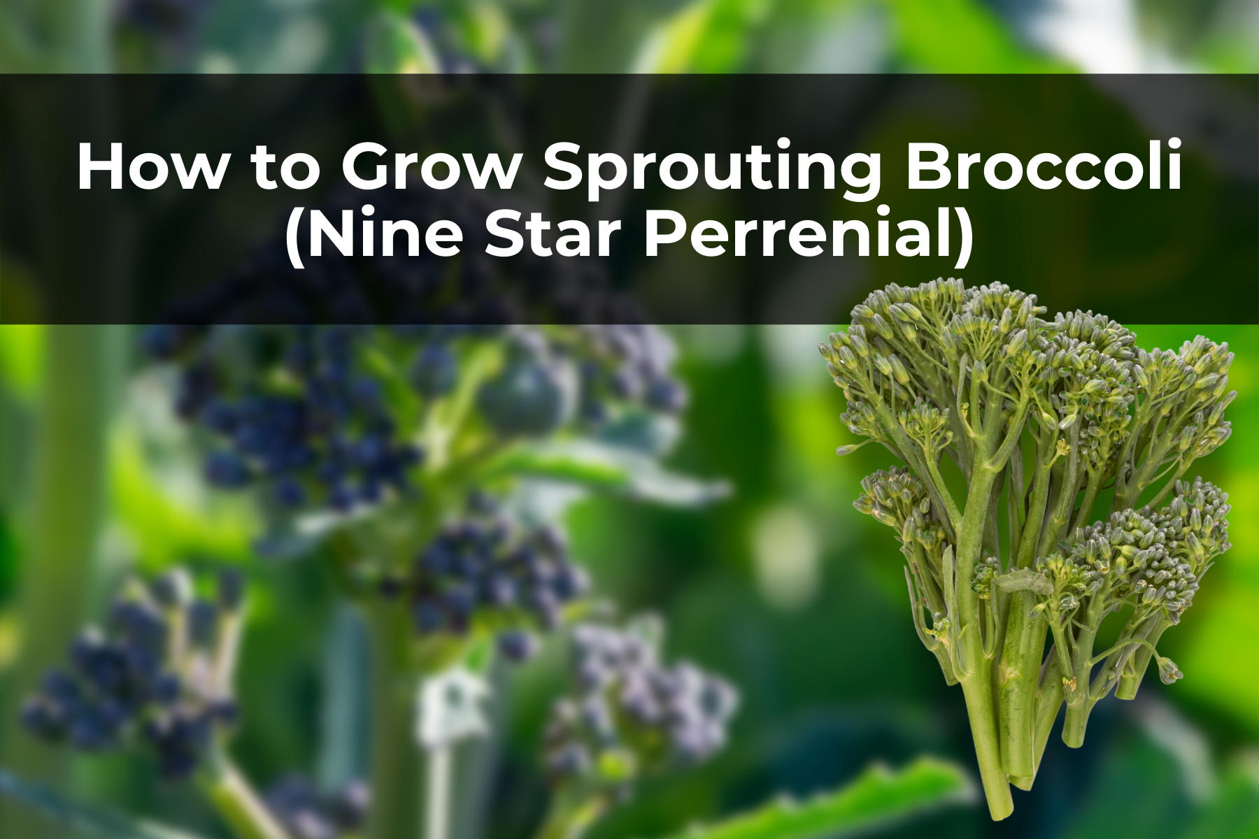 How to Grow Sprouting Broccoli (Nine Star Perrenial)