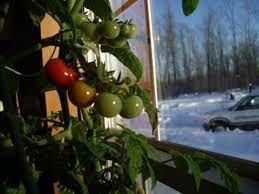 Cherry Tomatoes In The Winter Indoors