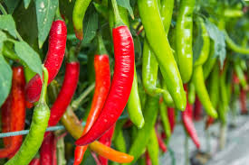Growing Chilli Peppers During Winter