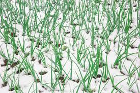 Growing Spring Onions In Winter
