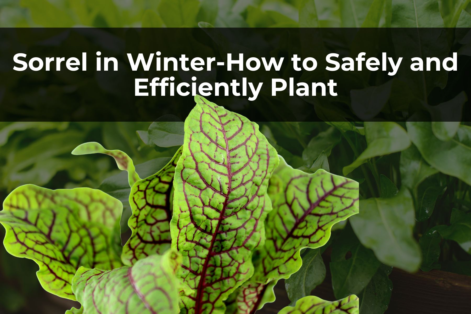 Sorrel in Winter-How to Safely and Efficiently Plant