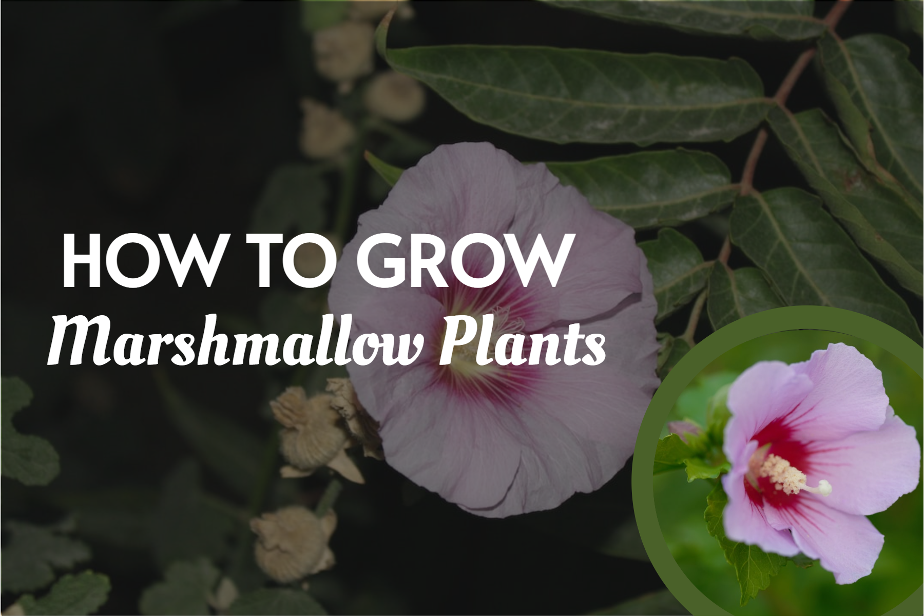 How To Grow Marshmallow Plants